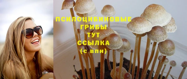 сатива Новозыбков